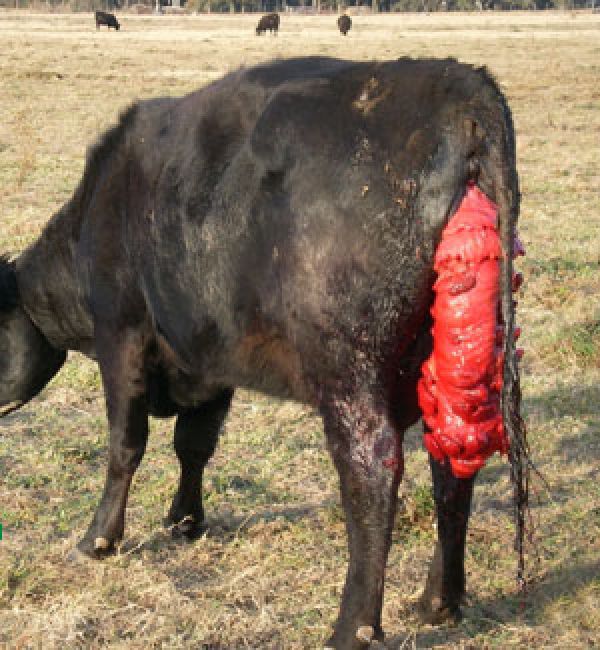 Cow prolapse uterus